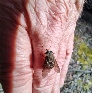 Scaptia jacksonii at Southwest, TAS - 13 Jan 2025 10:00 AM