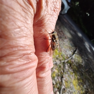 Scaptia jacksonii at Southwest, TAS - 13 Jan 2025 10:00 AM