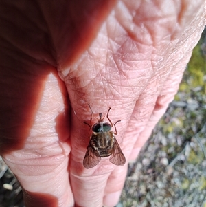 Scaptia jacksonii at Southwest, TAS - 13 Jan 2025 10:00 AM
