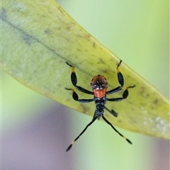 Coreidae (family) (Coreid plant bug) at Acton, ACT - 23 Jan 2025 by KarinNeufeld