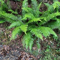 Blechnum nudum at Southwest, TAS - 12 Jan 2025 by LyndalT