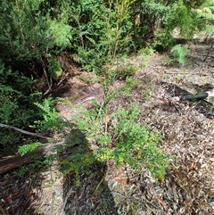 Blechnum nudum at Southwest, TAS - 13 Jan 2025 10:02 AM