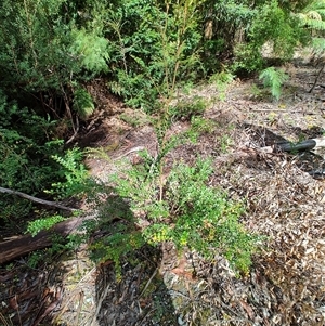 Blechnum nudum at Southwest, TAS - 13 Jan 2025 10:02 AM