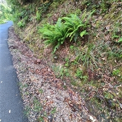 Blechnum nudum at Southwest, TAS - 13 Jan 2025 10:02 AM
