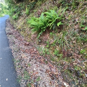 Blechnum nudum at Southwest, TAS - 13 Jan 2025 10:02 AM