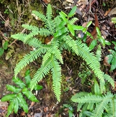 Blechnum nudum at Southwest, TAS - 12 Jan 2025 by LyndalT