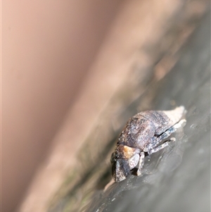 Ledromorpha planirostris at Acton, ACT by KarinNeufeld