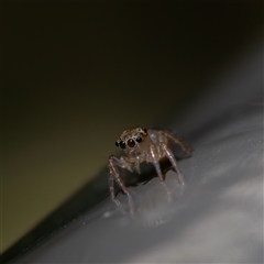 Prostheclina sp (genus) (A jumping spider) at Acton, ACT - 23 Jan 2025 by KarinNeufeld