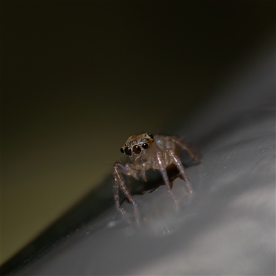 Prostheclina sp (genus) (A jumping spider) at Acton, ACT - 24 Jan 2025 by KarinNeufeld