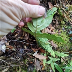 Blechnum wattsii (Hard Water Fern) at Southwest, TAS - 13 Jan 2025 by LyndalT