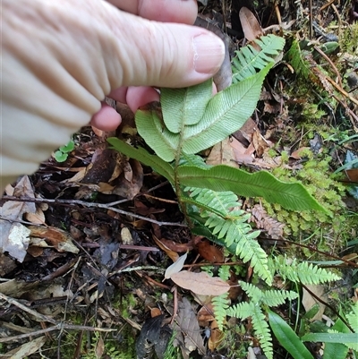 Blechnum wattsii (Hard Water Fern) at Southwest, TAS - 13 Jan 2025 by LyndalT