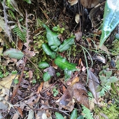 Blechnum wattsii at Southwest, TAS - 13 Jan 2025 10:03 AM