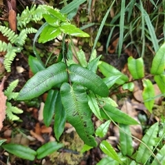Blechnum wattsii at Southwest, TAS - 13 Jan 2025 10:03 AM