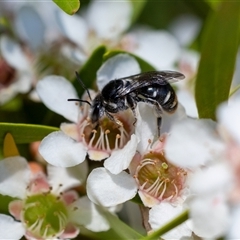 Lipotriches (Austronomia) ferricauda (Halictid bee) at Acton, ACT - 23 Jan 2025 by KarinNeufeld