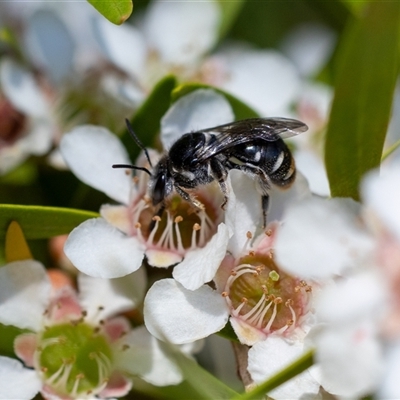 Lipotriches (Austronomia) ferricauda (Halictid bee) at Acton, ACT - 23 Jan 2025 by KarinNeufeld