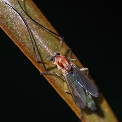 Chironomidae (family) (Non-biting Midge) at Acton, ACT - 24 Jan 2025 by KarinNeufeld