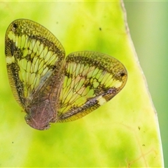 Scolypopa australis (Passionvine hopper, Fluffy bum) at Acton, ACT - 24 Jan 2025 by KarinNeufeld