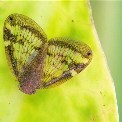 Scolypopa australis (Passionvine hopper, Fluffy bum) at Acton, ACT - 23 Jan 2025 by KarinNeufeld