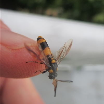 Unidentified Wasp (Hymenoptera, Apocrita) at Manoora, QLD - 28 Jan 2025 by JasonPStewartNMsnc2016