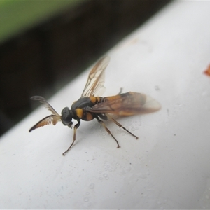 Lophyrotoma sp. (genus) at Manoora, QLD - suppressed