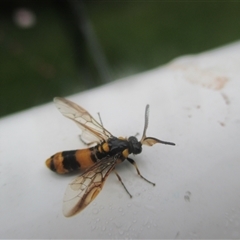 Lophyrotoma sp. (genus) at Manoora, QLD - suppressed