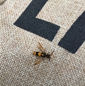 Lophyrotoma sp. (genus) at Manoora, QLD - suppressed