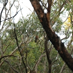 Callocephalon fimbriatum (Gang-gang Cockatoo) at Undefined - 27 Jan 2025 by ScottandMandy