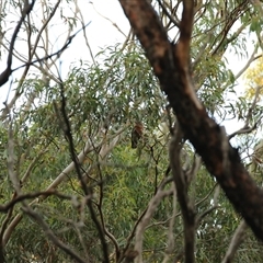 Callocephalon fimbriatum at Mount Werong, NSW - suppressed