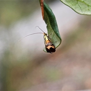 Nemophora sparsella at Peak View, NSW - 27 Jan 2025 03:33 PM