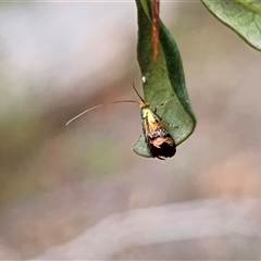 Nemophora sparsella at Peak View, NSW - 27 Jan 2025 03:33 PM