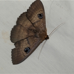 Dasypodia selenophora (Southern old lady moth) at Higgins, ACT - 28 Jan 2025 by AlisonMilton