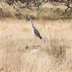 Egretta novaehollandiae (White-faced Heron) at Gundaroo, NSW - 25 Jan 2025 by ConBoekel