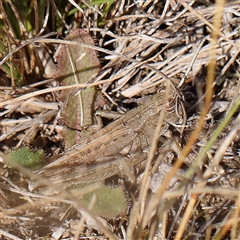 Peakesia hospita (Common Peakesia Grasshopper) at Gundaroo, NSW - 26 Jan 2025 by ConBoekel