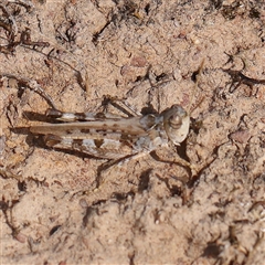 Austroicetes sp. (genus) (A grasshopper) at Gundaroo, NSW - 26 Jan 2025 by ConBoekel