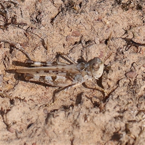 Phaulacridium vittatum at Gundaroo, NSW by ConBoekel