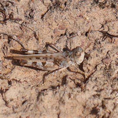 Austroicetes sp. (genus) (A grasshopper) at Gundaroo, NSW - 26 Jan 2025 by ConBoekel