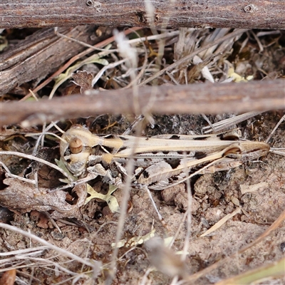 Gastrimargus musicus at Gundaroo, NSW - 25 Jan 2025 by ConBoekel