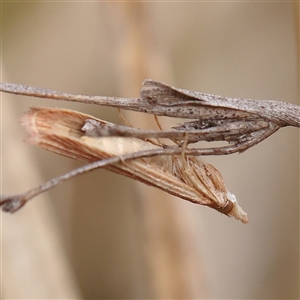 Unidentified Moth (Lepidoptera) at Gundaroo, NSW by ConBoekel