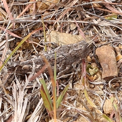 Peakesia hospita (Common Peakesia Grasshopper) at Gundaroo, NSW - 26 Jan 2025 by ConBoekel