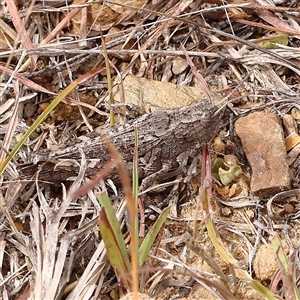 Coryphistes ruricola at Gundaroo, NSW by ConBoekel