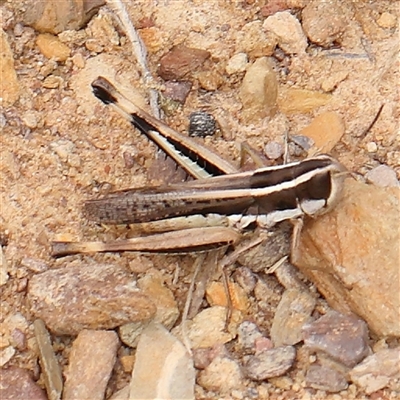 Macrotona australis at Gundaroo, NSW - 25 Jan 2025 by ConBoekel