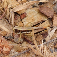 Unidentified Grasshopper, Cricket or Katydid (Orthoptera) at Gundaroo, NSW - 25 Jan 2025 by ConBoekel