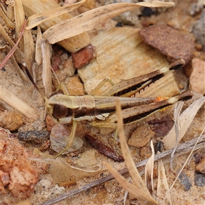 Macrotona securiformis at Gundaroo, NSW - 26 Jan 2025 10:18 AM