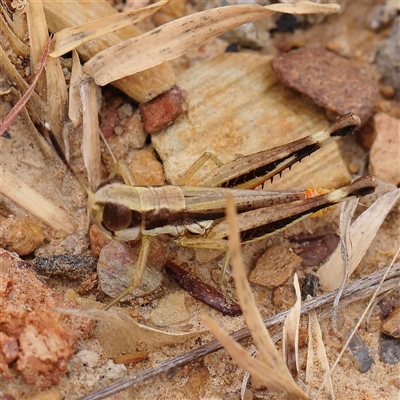 Macrotona securiformis (Inland Macrotona) at Gundaroo, NSW - 26 Jan 2025 by ConBoekel