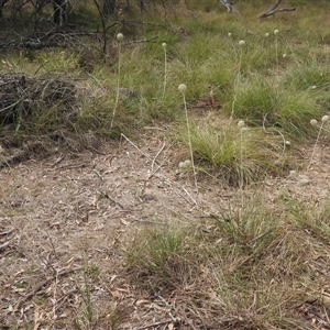 Unidentified Grass at Chiltern, VIC by DavidDedenczuk