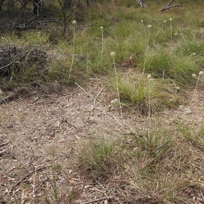 Unidentified Grass at Chiltern, VIC - 15 Jan 2025 by DavidDedenczuk