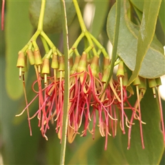 Amyema miquelii at Gundaroo, NSW - 25 Jan 2025 by ConBoekel