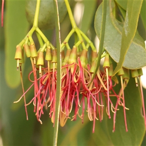 Amyema miquelii (Box Mistletoe) at Gundaroo, NSW by ConBoekel