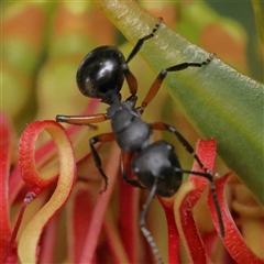 Polyrhachis sp. (genus) (A spiny ant) at Gundaroo, NSW - 25 Jan 2025 by ConBoekel