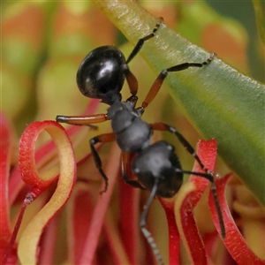 Polyrhachis sp. (genus) (A spiny ant) at Gundaroo, NSW by ConBoekel